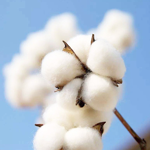 Cotton/Wool/Fiber
